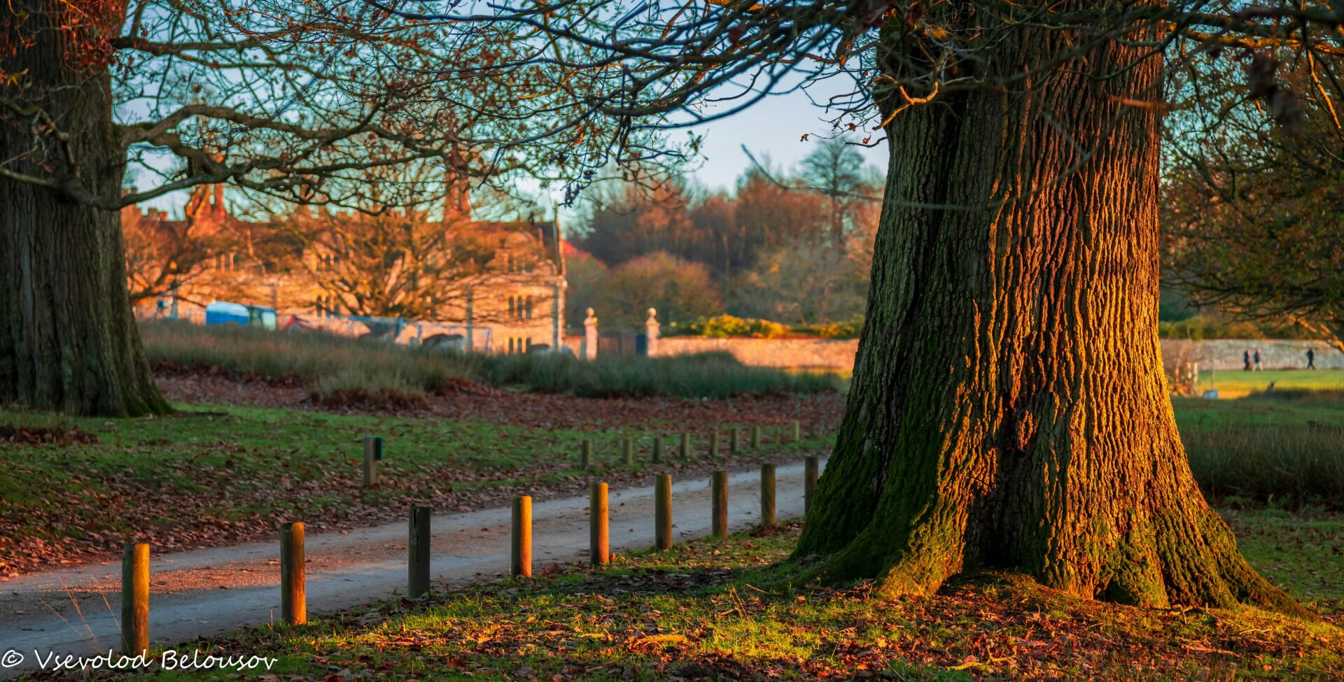 Knole Park in Sevenoaks at sunset.