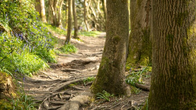 path in the woods in Sevenoaks.