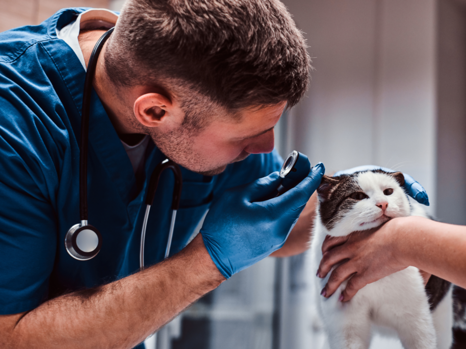 vet waste disposal