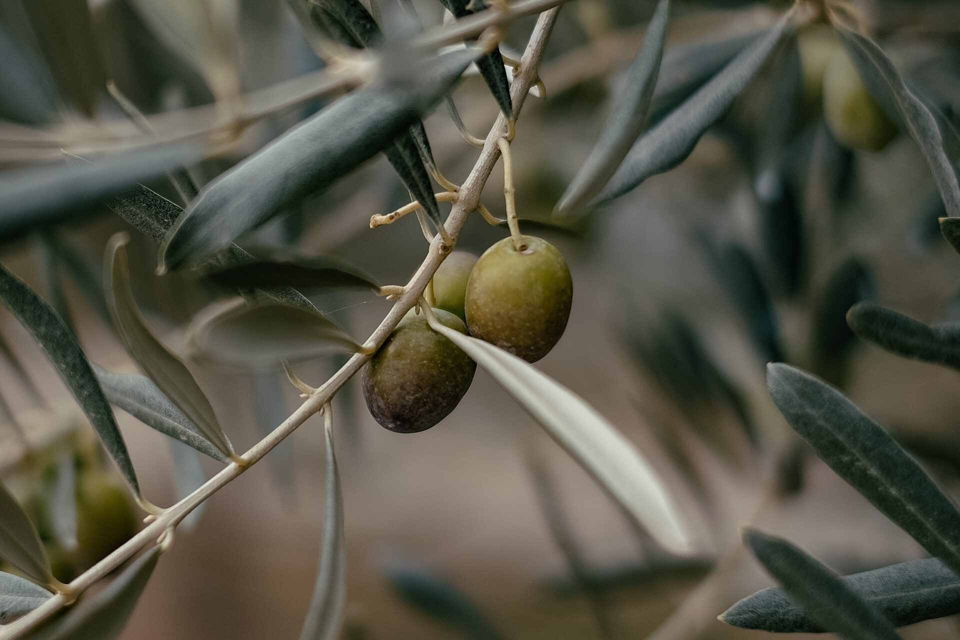 Оливы израильский промышленный сорт манзанила. Где находится олива. Где находится олива. Бакинские оливки фото. Оливковые деревья в греции.