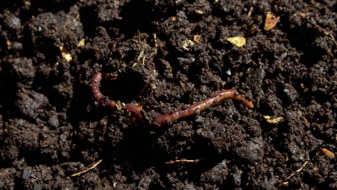 worm in compost.