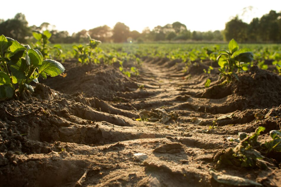 field of compost.