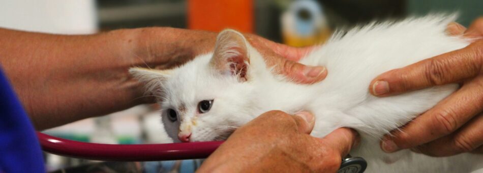 cat being treated at a vets.