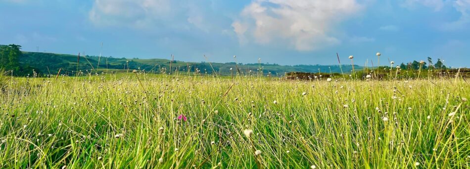 green field in sunshine.